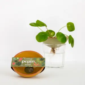 Pepin Bobèche piante Giallo Senape