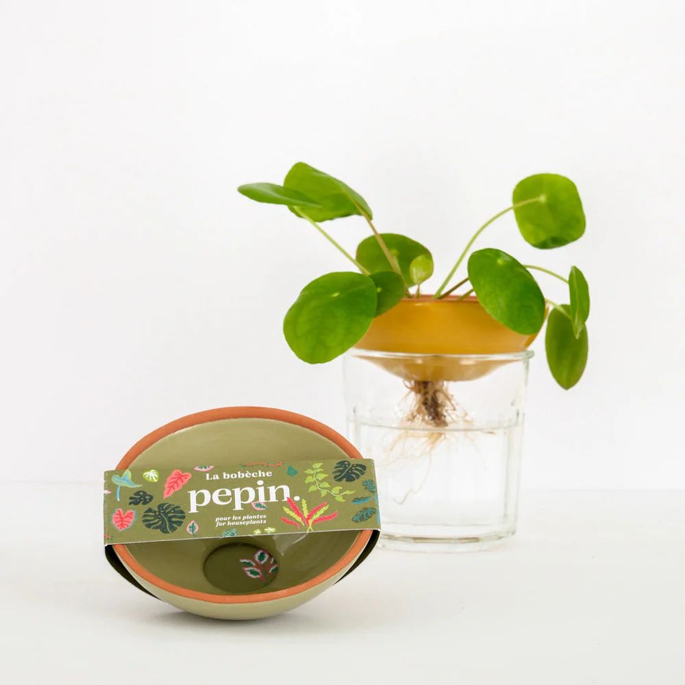 Pepin Bobèche piante