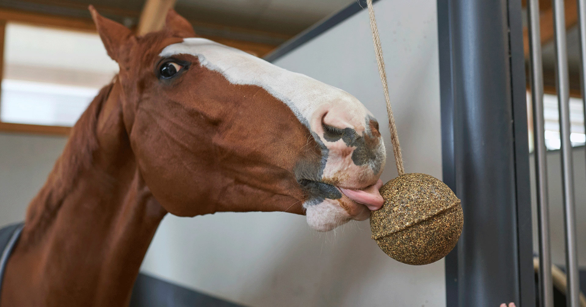Food, Vitamins and Horse Food Unika